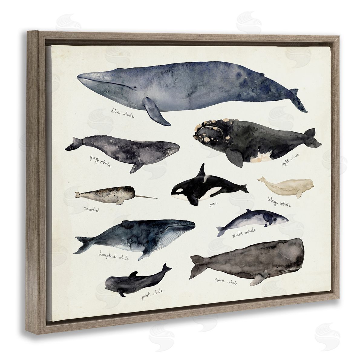 Victoria Barnes Vintage Nautical Chart of Whales Ocean Life  Brown Floater Frame Canvas Art