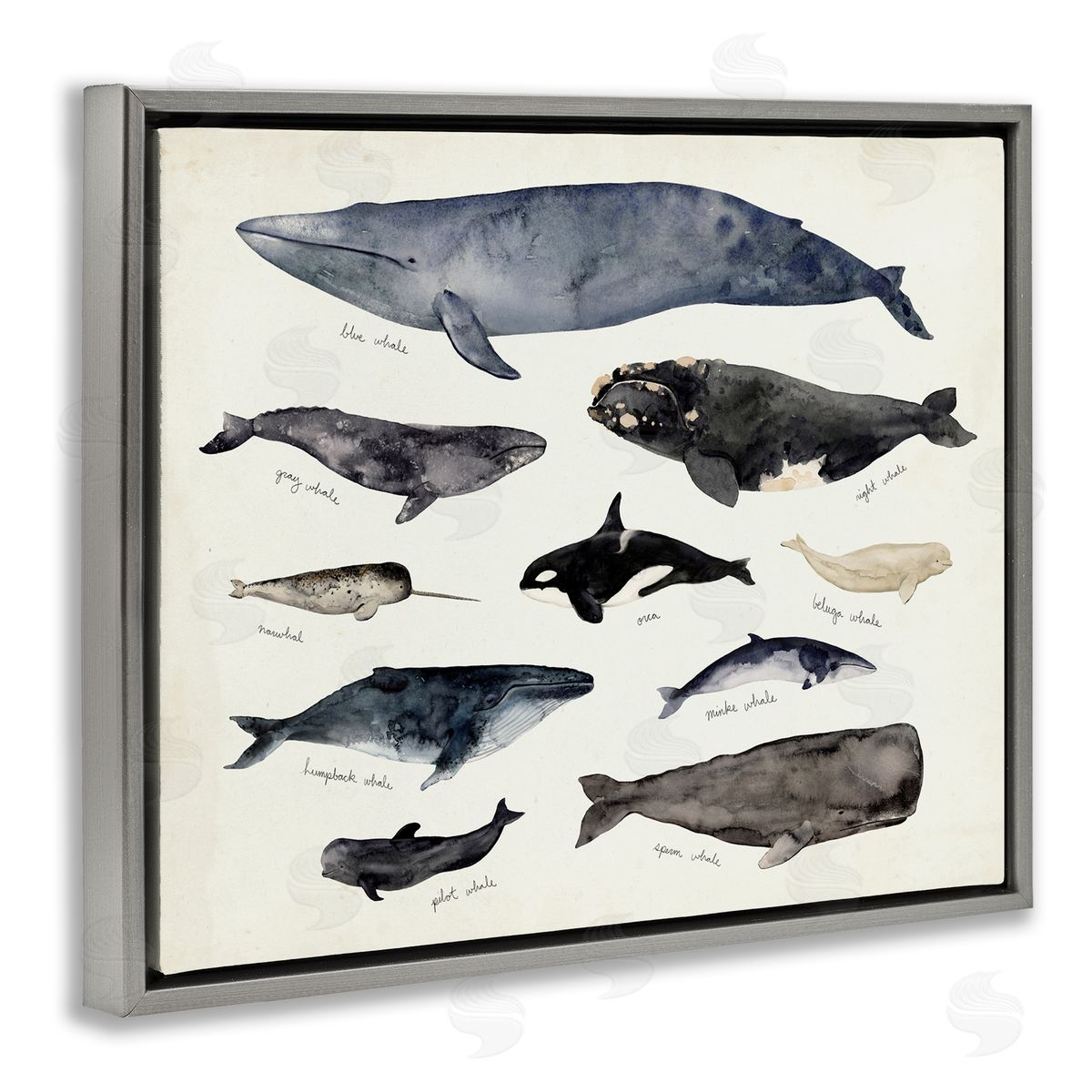 Victoria Barnes Vintage Nautical Chart of Whales Ocean Life  Gray Floater Frame Canvas Art