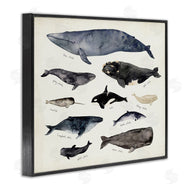 Victoria Barnes | Vintage Nautical Chart of Whales Ocean Life