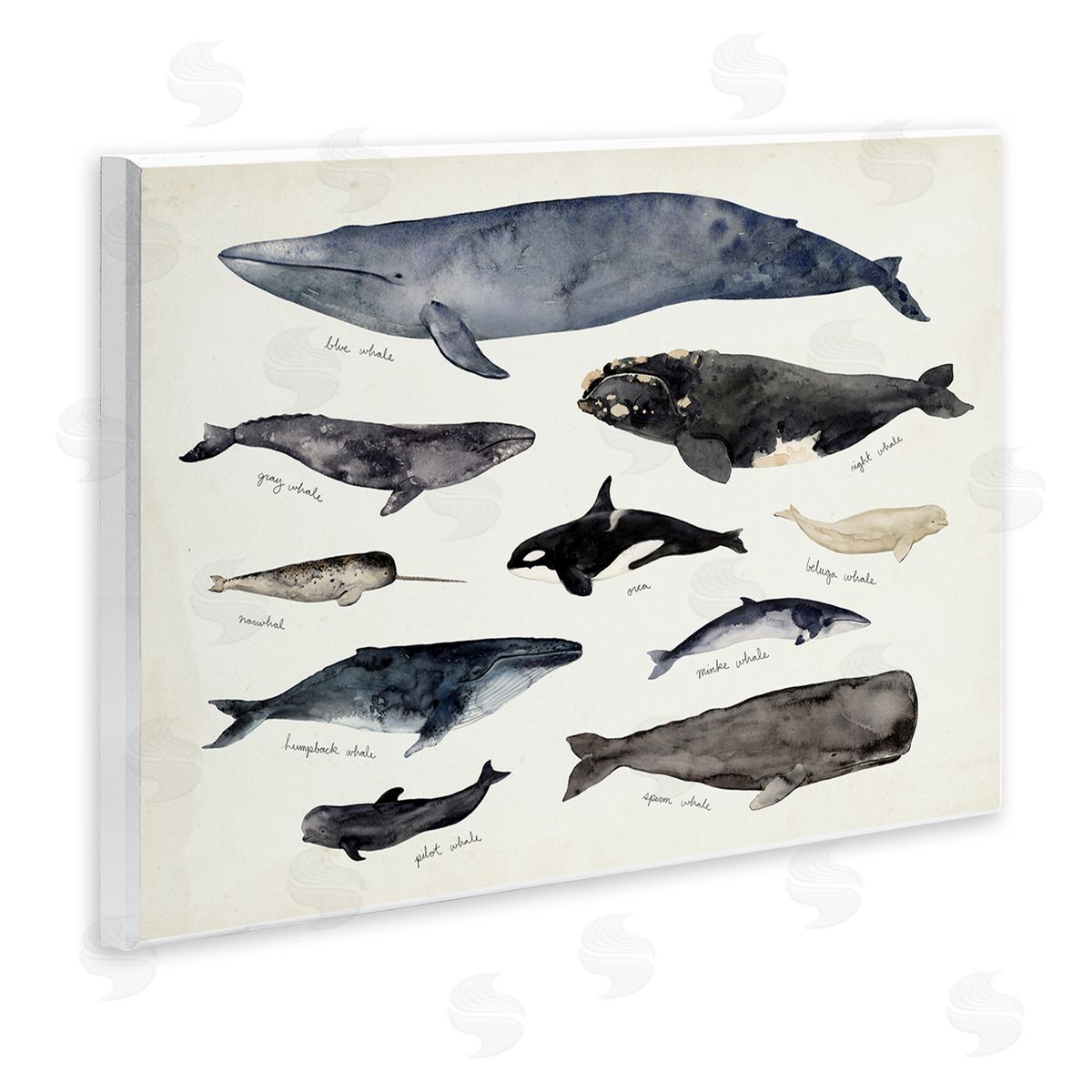 Victoria Barnes Vintage Nautical Chart of Whales Ocean Life  Wall Plaque Art