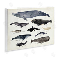 Victoria Barnes | Vintage Nautical Chart of Whales Ocean Life