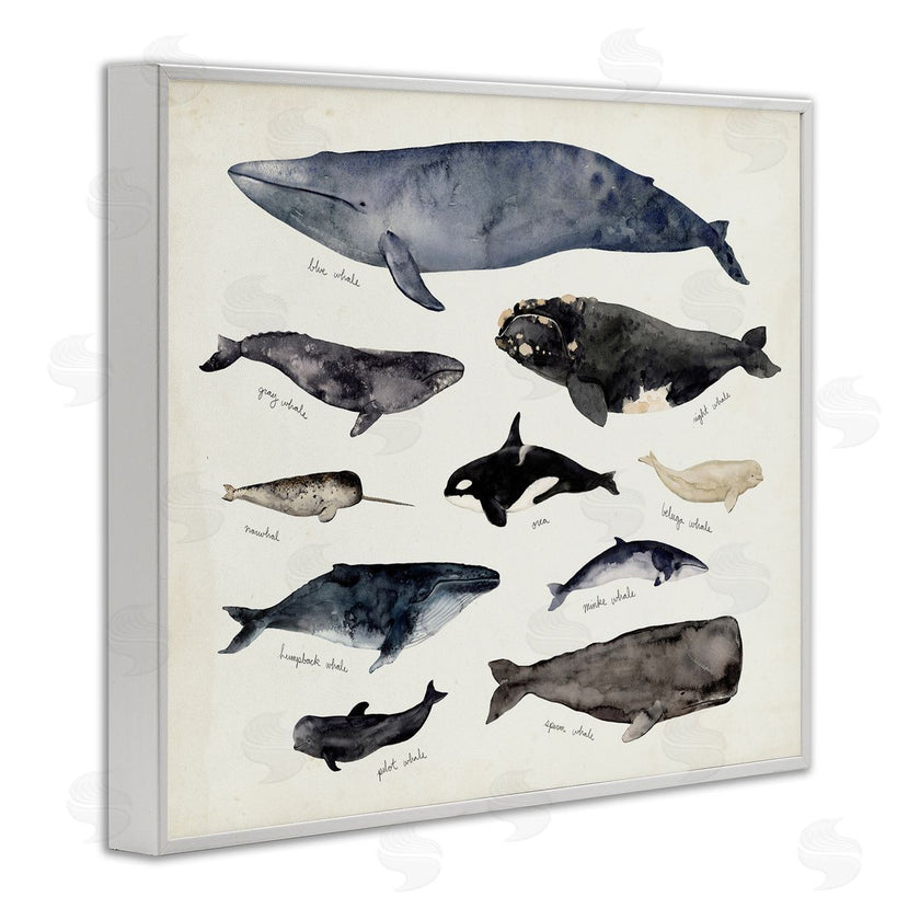 Victoria Barnes | Vintage Nautical Chart of Whales Ocean Life