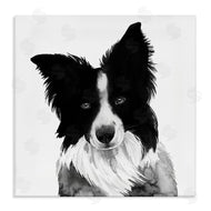 Grace Popp | Border Collie Pet Dog Portrait Black White