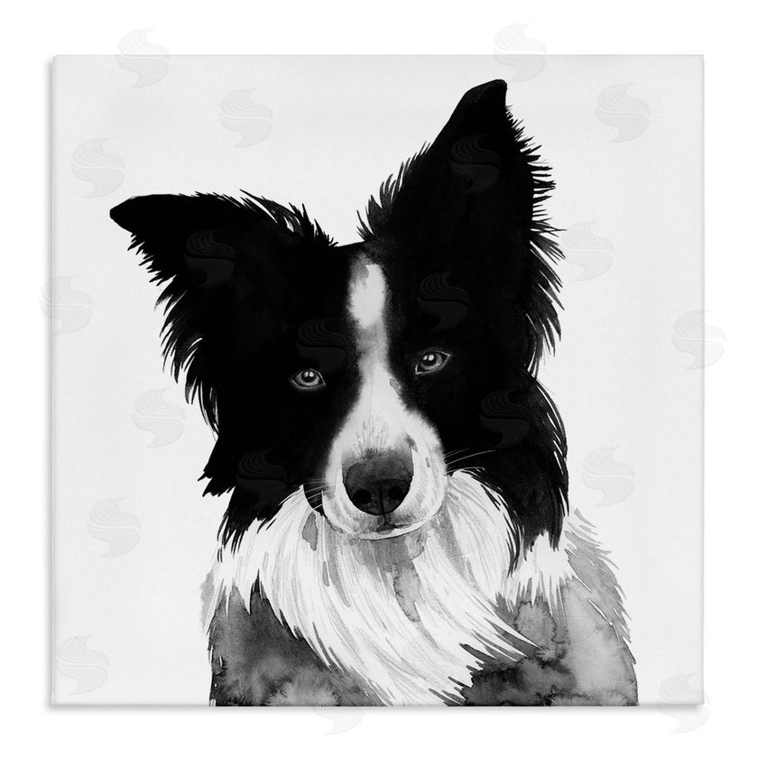 Grace Popp | Border Collie Pet Dog Portrait Black White