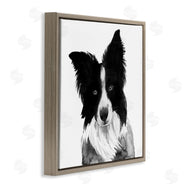 Grace Popp | Border Collie Pet Dog Portrait Black White
