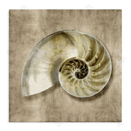 Caroline Kelly | Nautilus Shell Interior Intricate Animal Muted Neutral