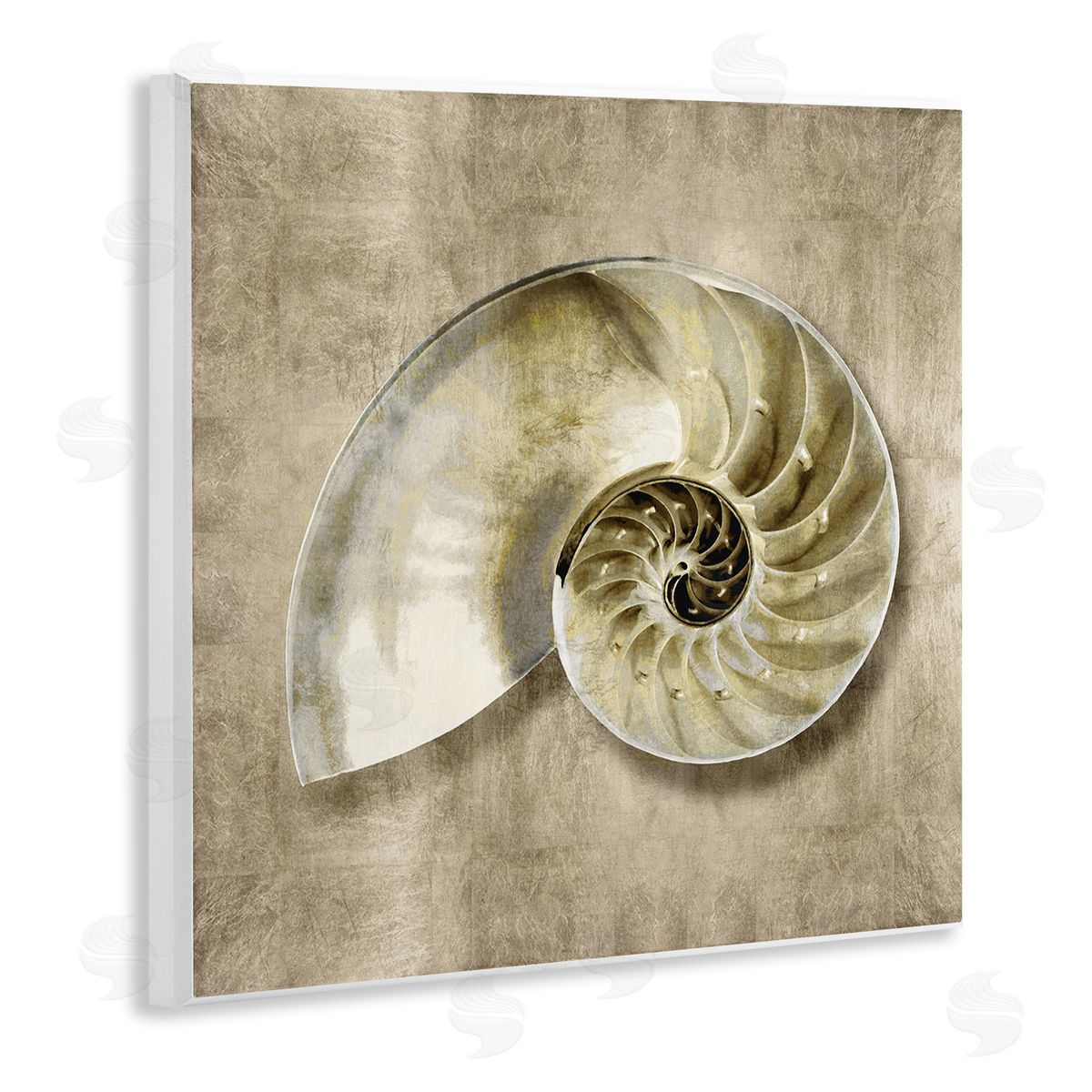Caroline Kelly Nautilus Shell Interior Intricate Animal Muted Neutral Wall Plaque Art