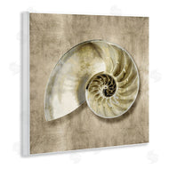 Caroline Kelly | Nautilus Shell Interior Intricate Animal Muted Neutral