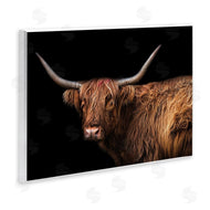 Marika Moffit | Shaggy Farm Cattle Brown Country Animal