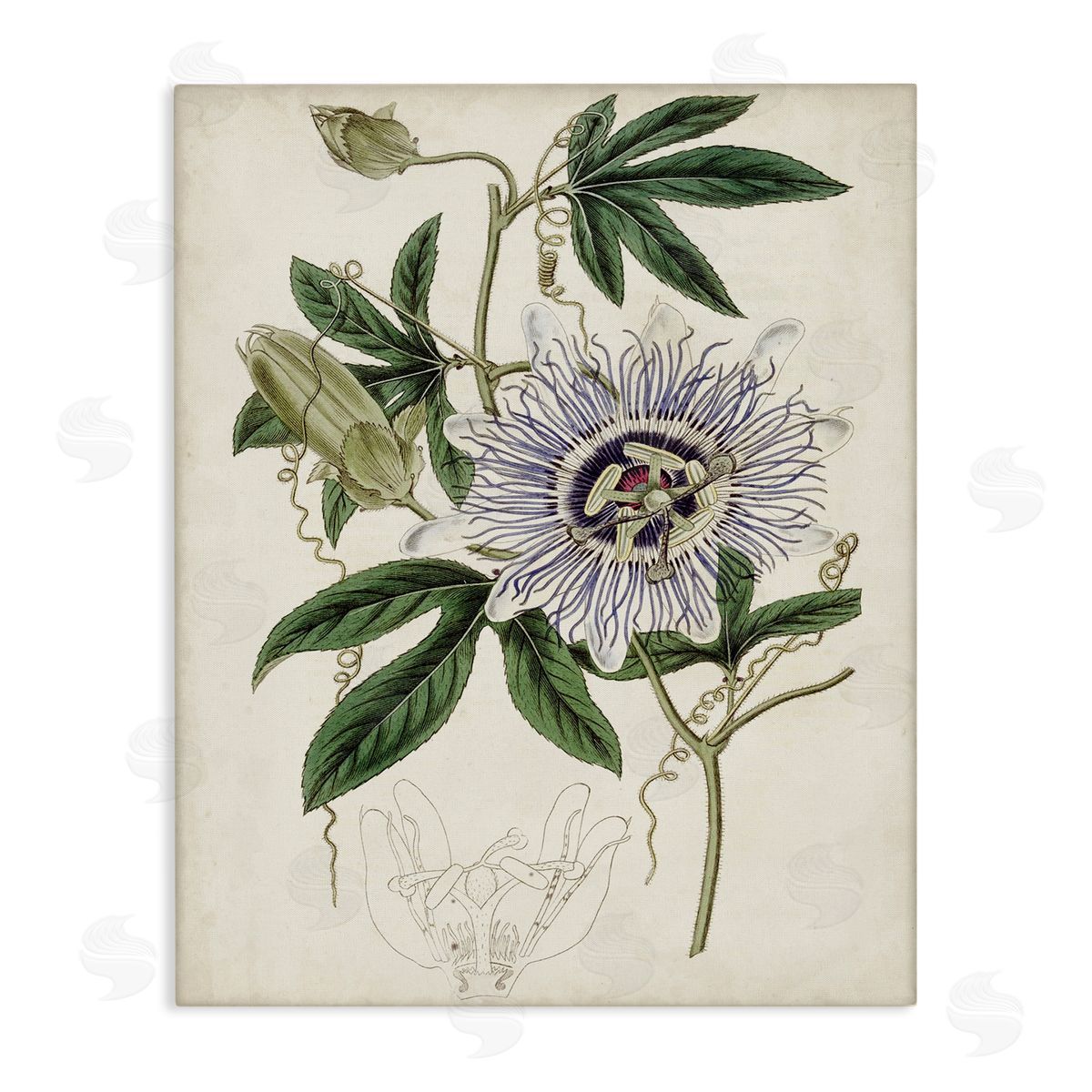 Curtis Vintage Garden Flower Illustration Plant Anatomy Study Canvas Wall Art