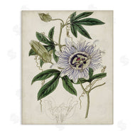 Curtis | Vintage Garden Flower Illustration Plant Anatomy Study