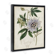 Curtis | Vintage Garden Flower Illustration Plant Anatomy Study