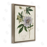 Curtis | Vintage Garden Flower Illustration Plant Anatomy Study