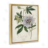 Curtis | Vintage Garden Flower Illustration Plant Anatomy Study