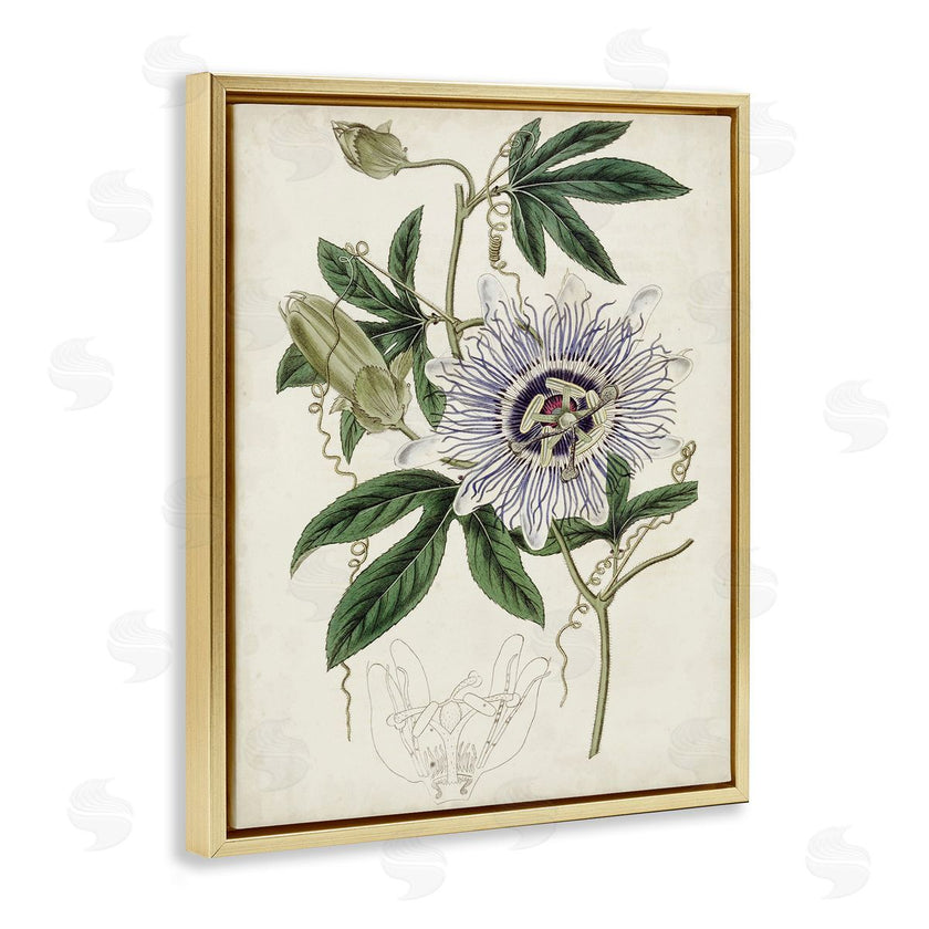 Curtis | Vintage Garden Flower Illustration Plant Anatomy Study
