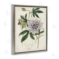 Curtis | Vintage Garden Flower Illustration Plant Anatomy Study