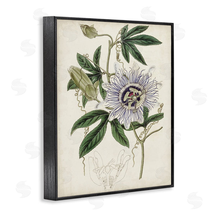 Curtis | Vintage Garden Flower Illustration Plant Anatomy Study