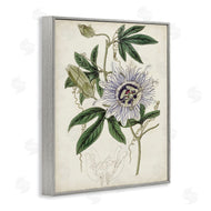 Curtis | Vintage Garden Flower Illustration Plant Anatomy Study