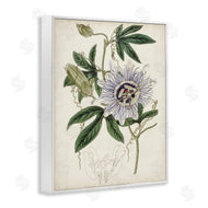 Curtis | Vintage Garden Flower Illustration Plant Anatomy Study
