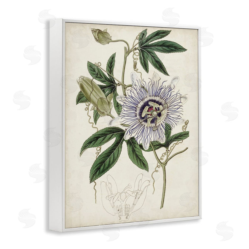 Curtis | Vintage Garden Flower Illustration Plant Anatomy Study