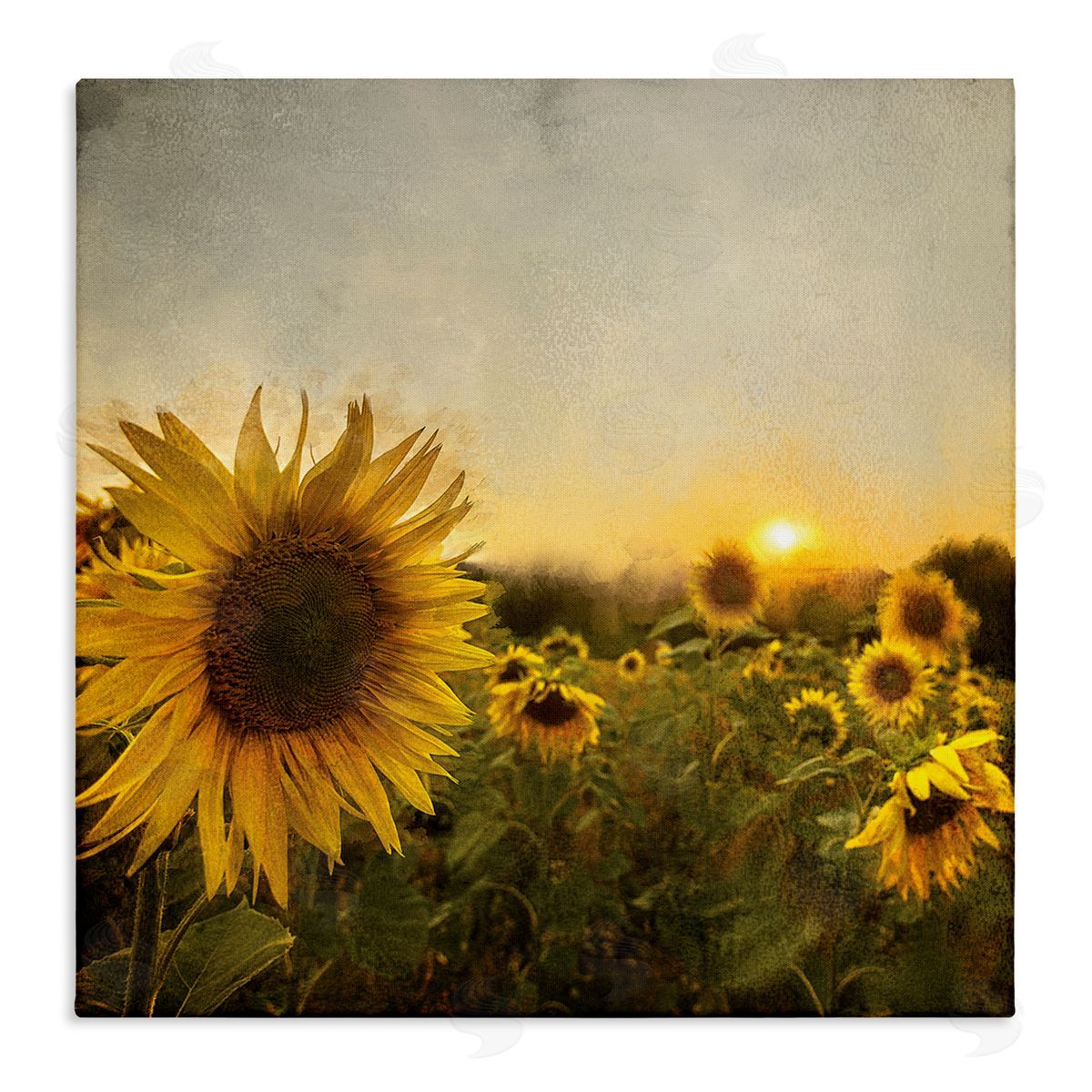 Anne Bailey Warm Sunflower Field Summer Sunset Landscape Stretched Canvas Wall Art Print