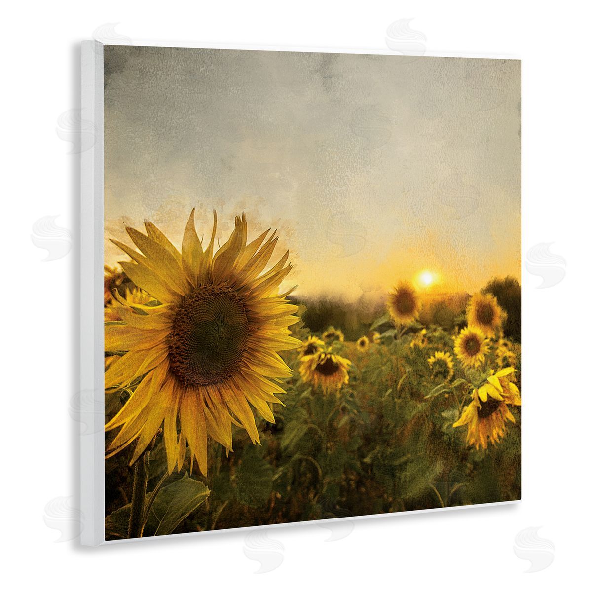 Anne Bailey Warm Sunflower Field Summer Sunset Landscape Wooden Wall Plaque Art Print