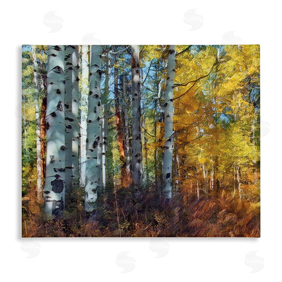 Larry McFerrin Cluster of Birch Trees in Yellow Autumn Forest