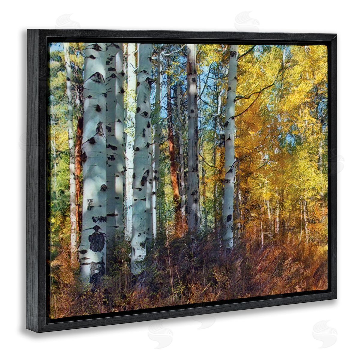 Larry McFerrin Cluster of Birch Trees in Yellow Autumn Forest