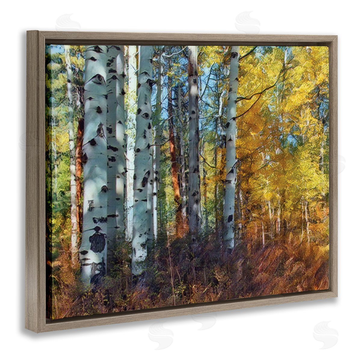 Larry McFerrin Cluster of Birch Trees in Yellow Autumn Forest