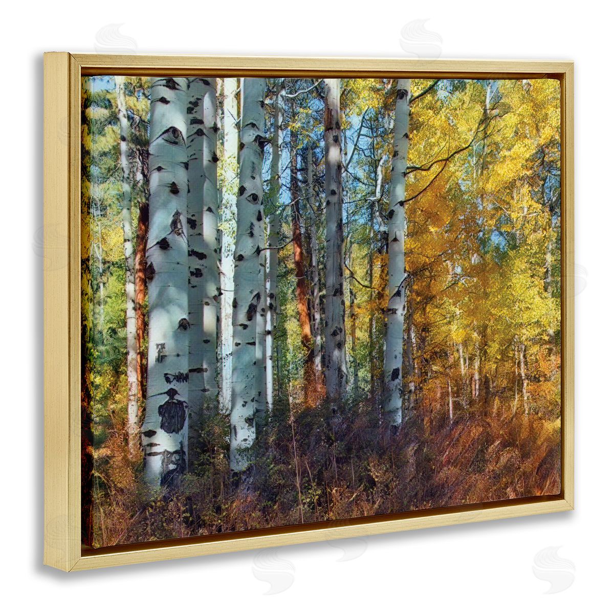 Larry McFerrin Cluster of Birch Trees in Yellow Autumn Forest