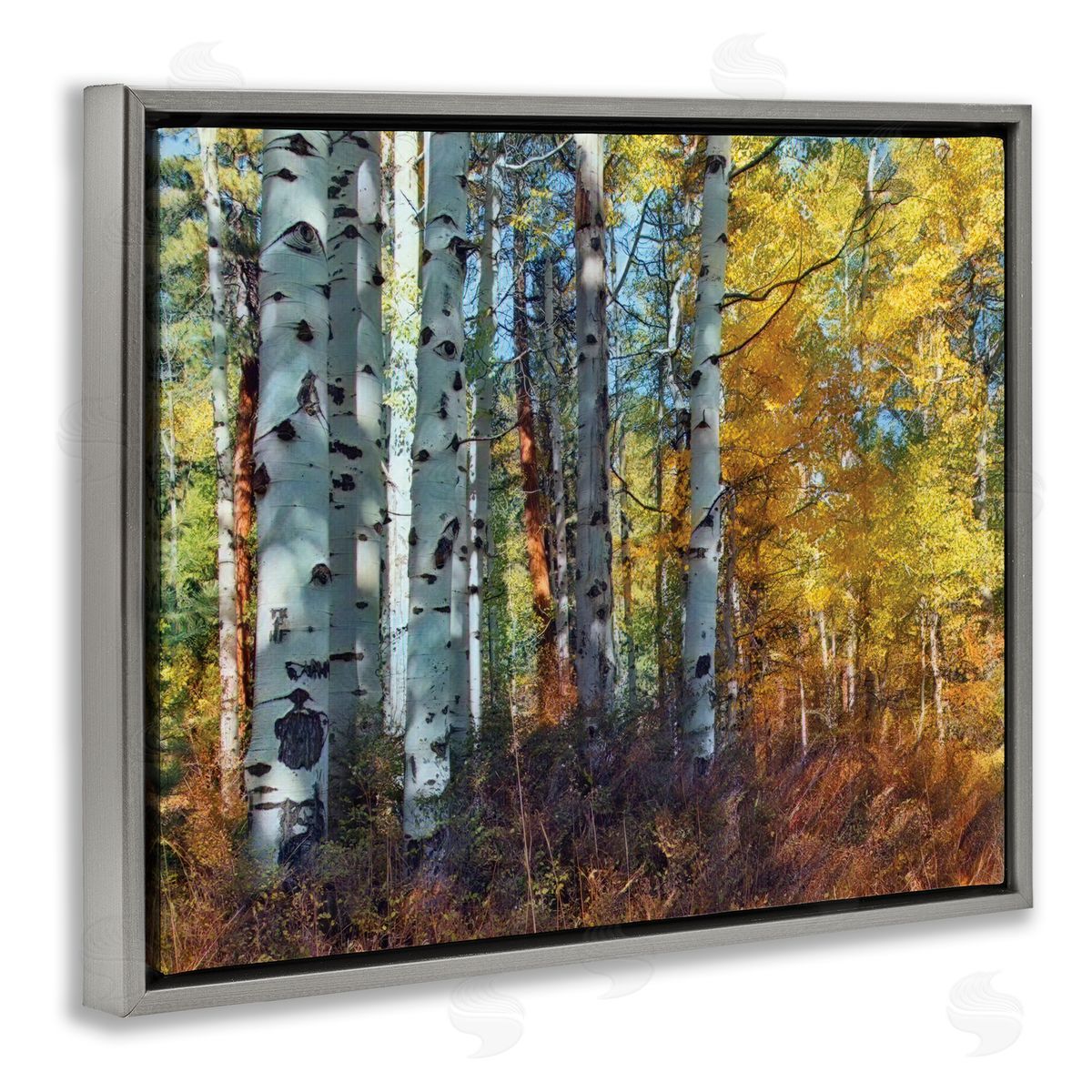 Larry McFerrin Cluster of Birch Trees in Yellow Autumn Forest