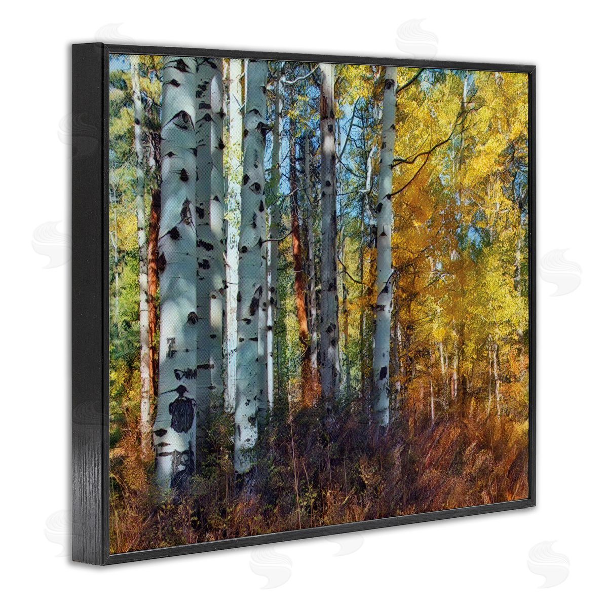 Larry McFerrin Cluster of Birch Trees in Yellow Autumn Forest