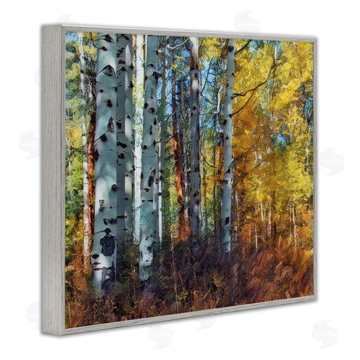 Larry McFerrin Cluster of Birch Trees in Yellow Autumn Forest