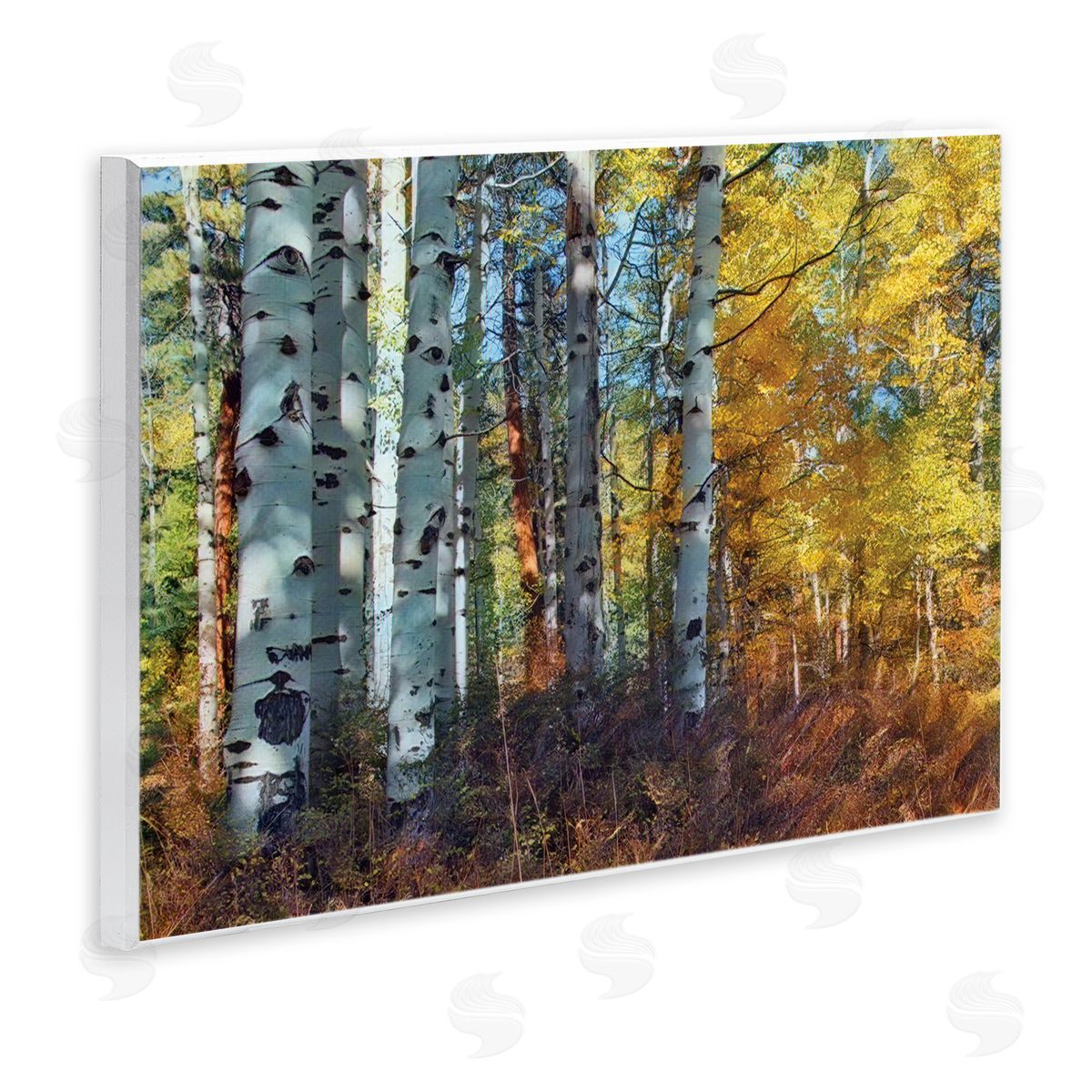 Larry McFerrin Cluster of Birch Trees in Yellow Autumn Forest