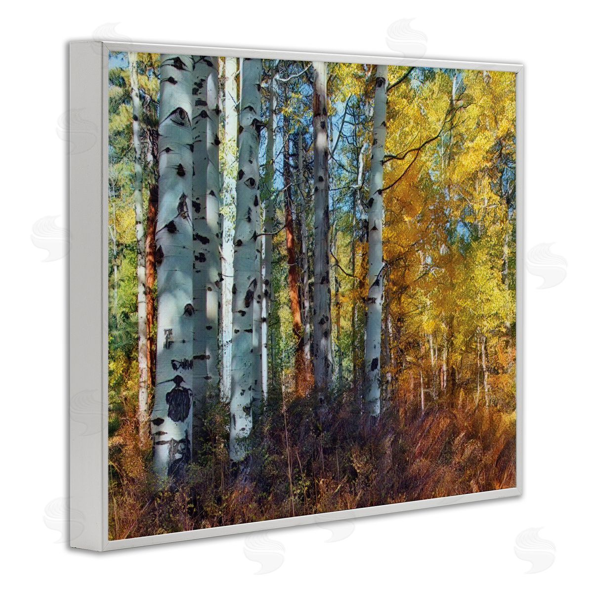 Larry McFerrin Cluster of Birch Trees in Yellow Autumn Forest
