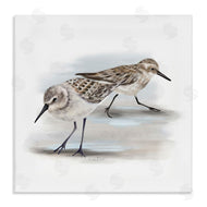 Studio Q | Sandpiper Pair on Sandy Beach