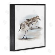 Studio Q | Sandpiper Pair on Sandy Beach
