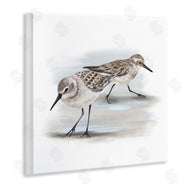 Studio Q | Sandpiper Pair on Sandy Beach