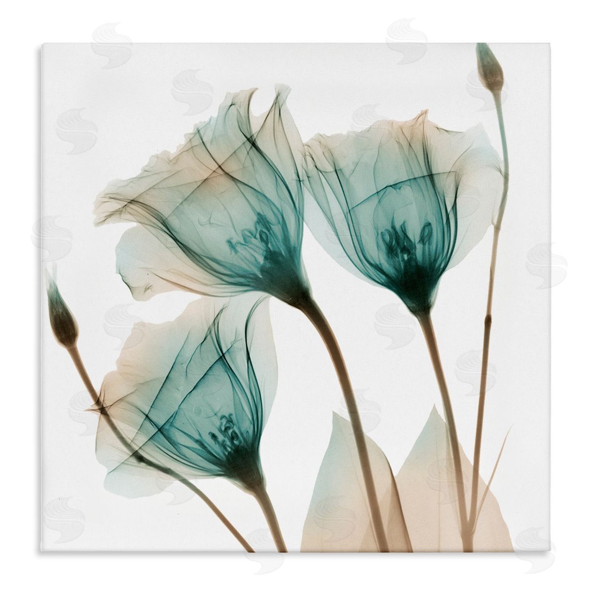 Albert Koetsier Spring Tulip Florals Translucent Plant Photography Stretched Canvas Wall Art Print