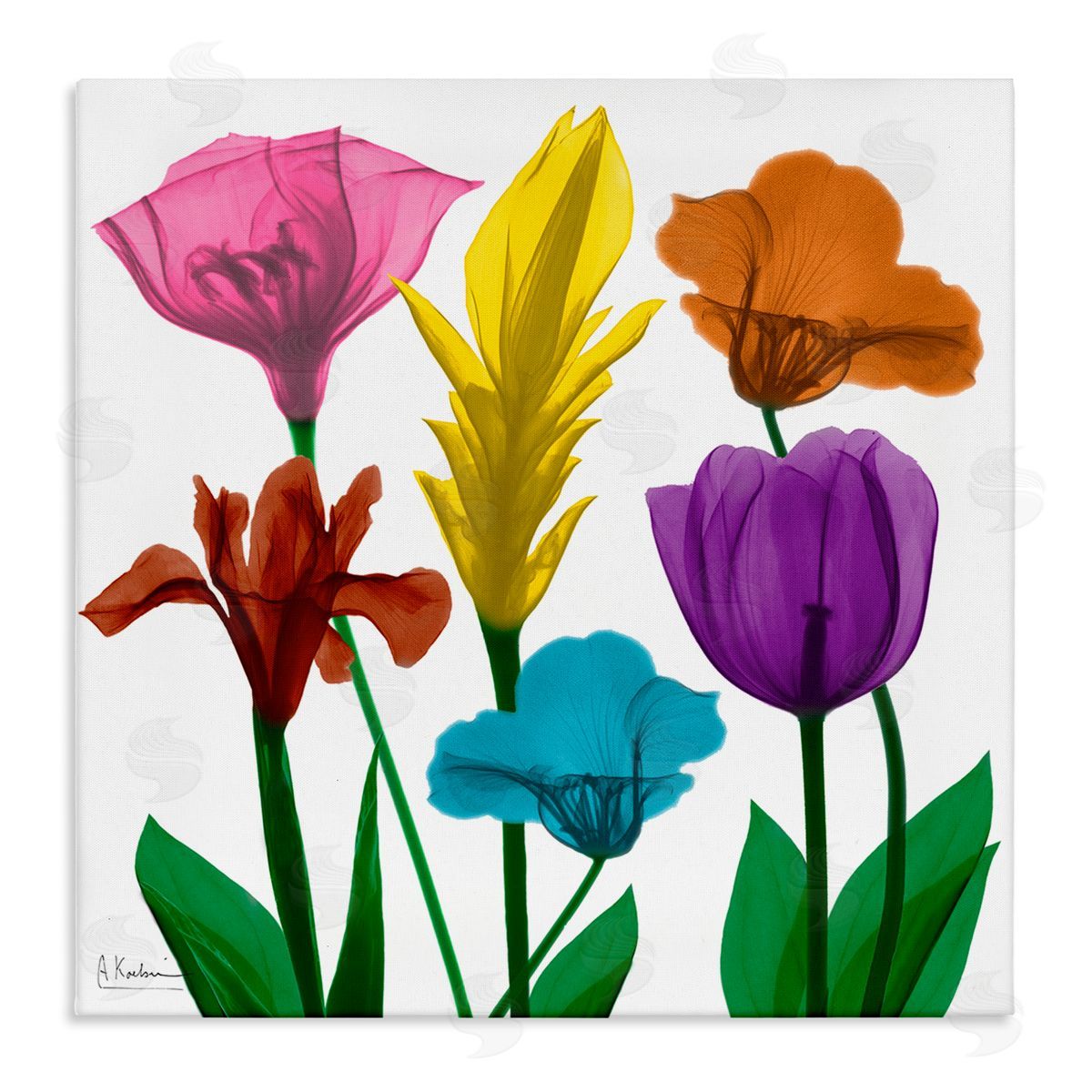 Albert Koetsier Bold Rainbow Spring Flowers Translucent Floral Photography Stretched Canvas Wall Art Print