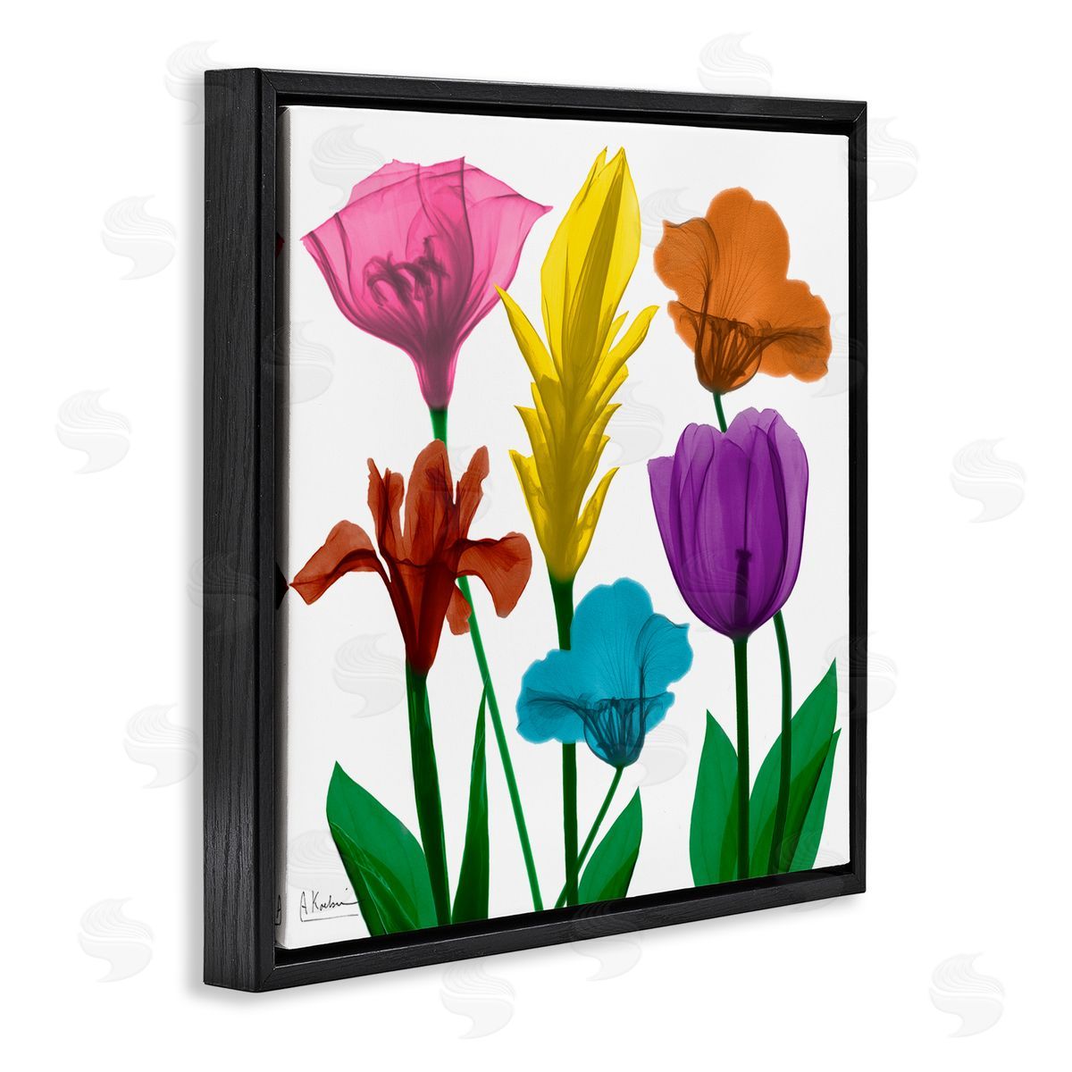 Albert Koetsier Bold Rainbow Spring Flowers Translucent Floral Photography Black Floating Frame Canvas Wall Art Print