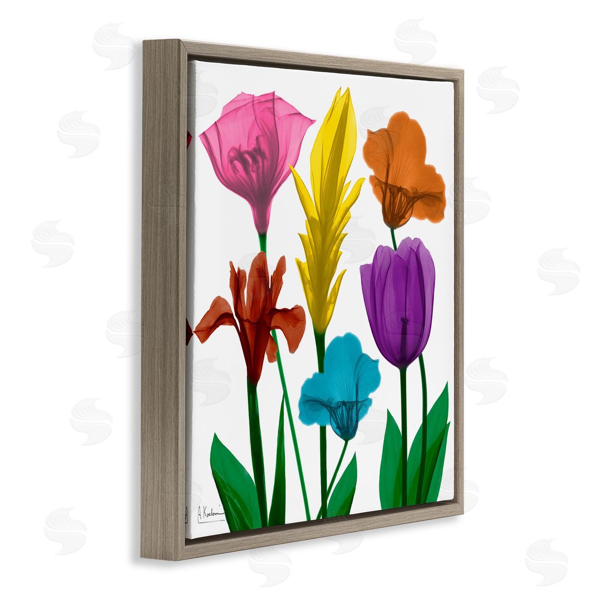 Albert Koetsier Bold Rainbow Spring Flowers Translucent Floral Photography Brown Floating Frame Canvas Wall Art Print