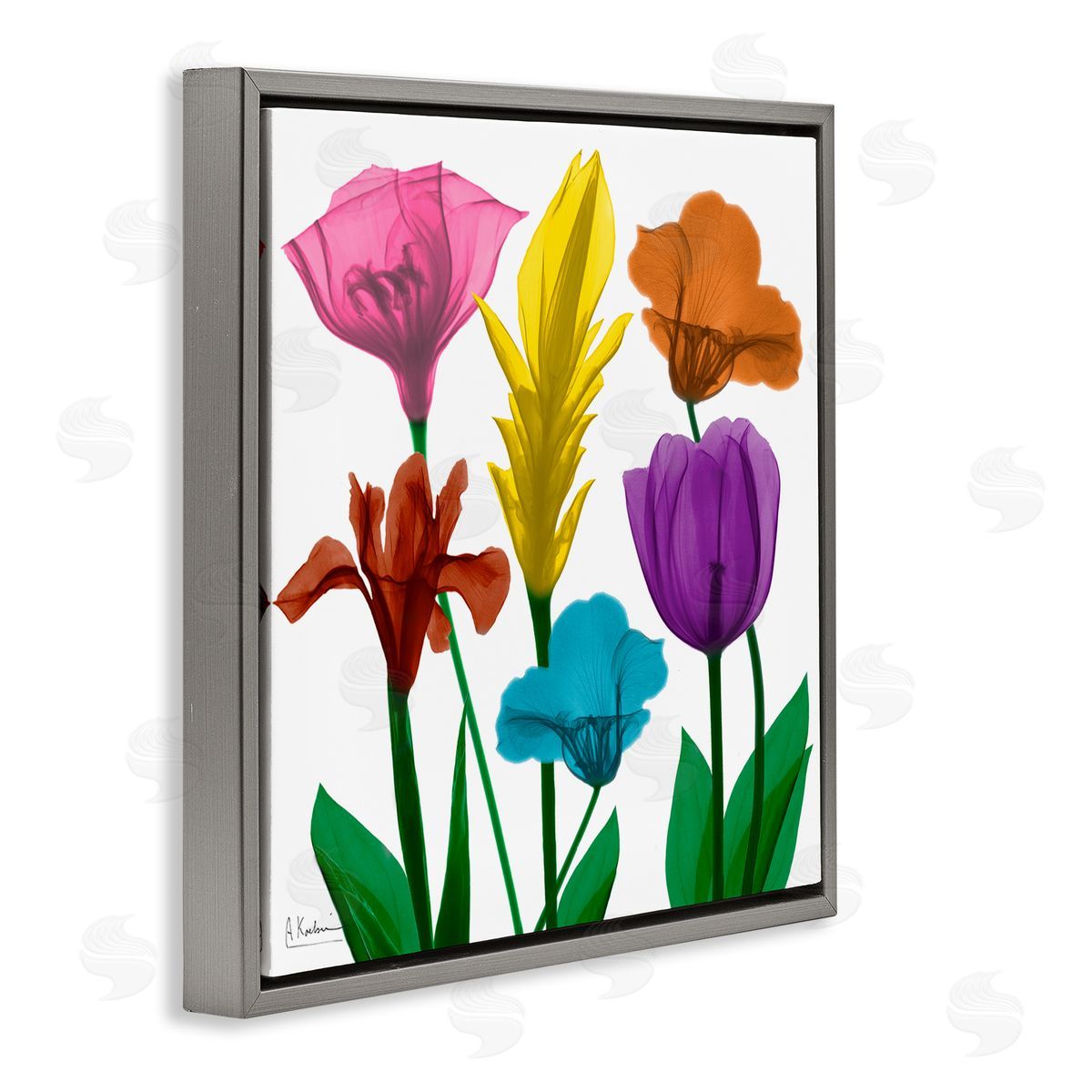 Albert Koetsier Bold Rainbow Spring Flowers Translucent Floral Photography Gray Floating Frame Canvas Wall Art Print