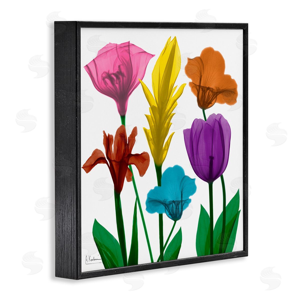 Albert Koetsier Bold Rainbow Spring Flowers Translucent Floral Photography Black Framed Glicee Wall Art Print