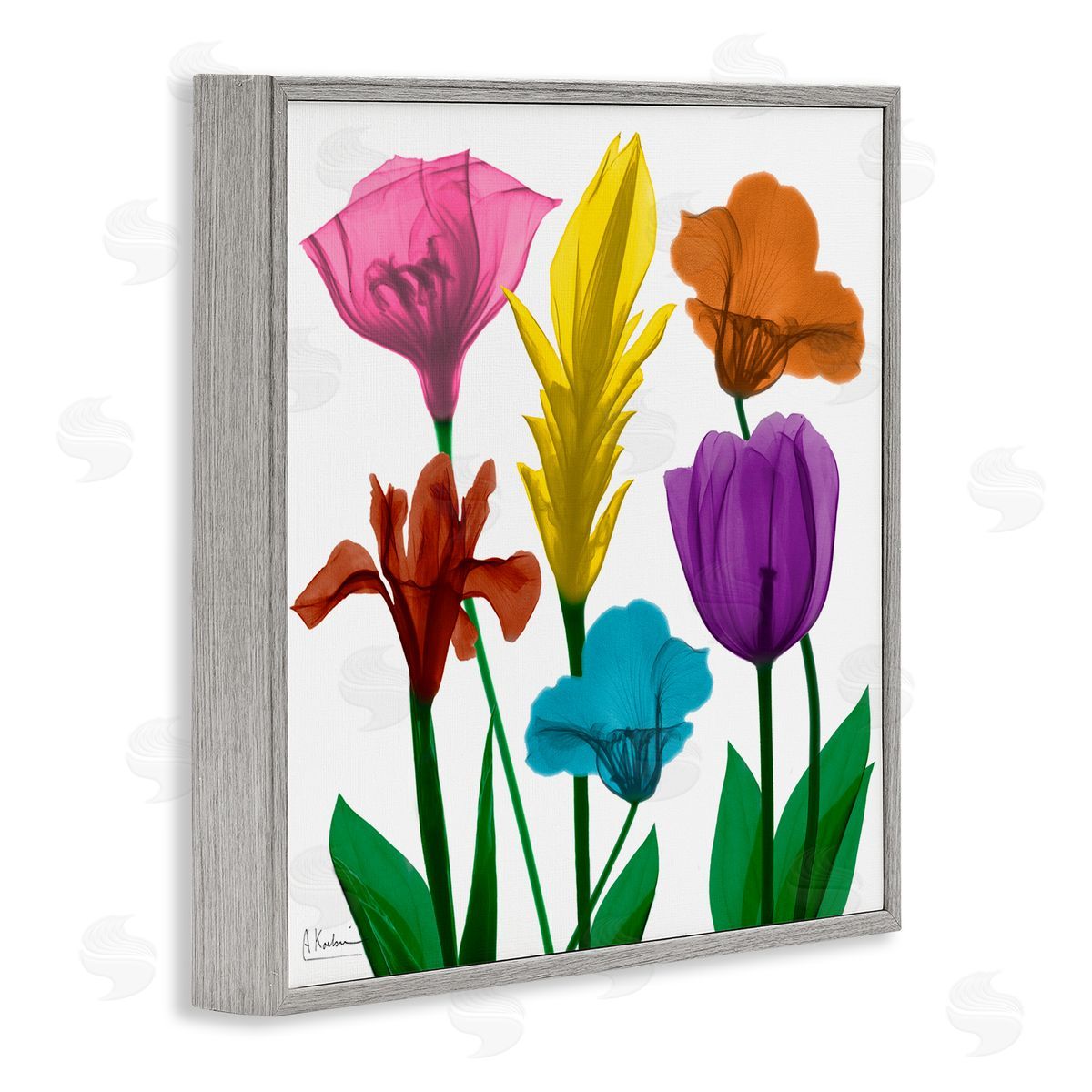 Albert Koetsier Bold Rainbow Spring Flowers Translucent Floral Photography Gray Framed Glicee Wall Art Print