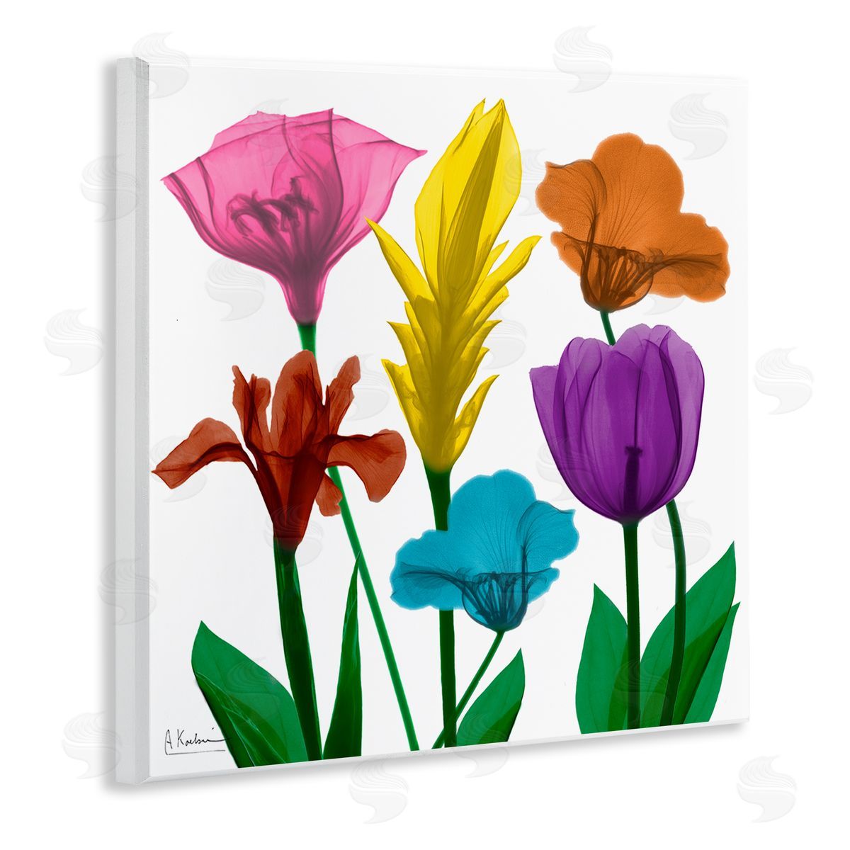 Albert Koetsier Bold Rainbow Spring Flowers Translucent Floral Photography Wooden Wall Plaque Art Print
