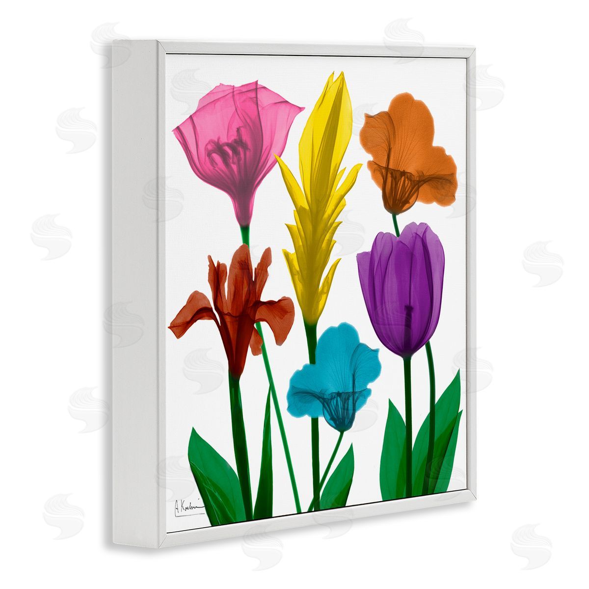 Albert Koetsier Bold Rainbow Spring Flowers Translucent Floral Photography White Framed Glicee Wall Art Print
