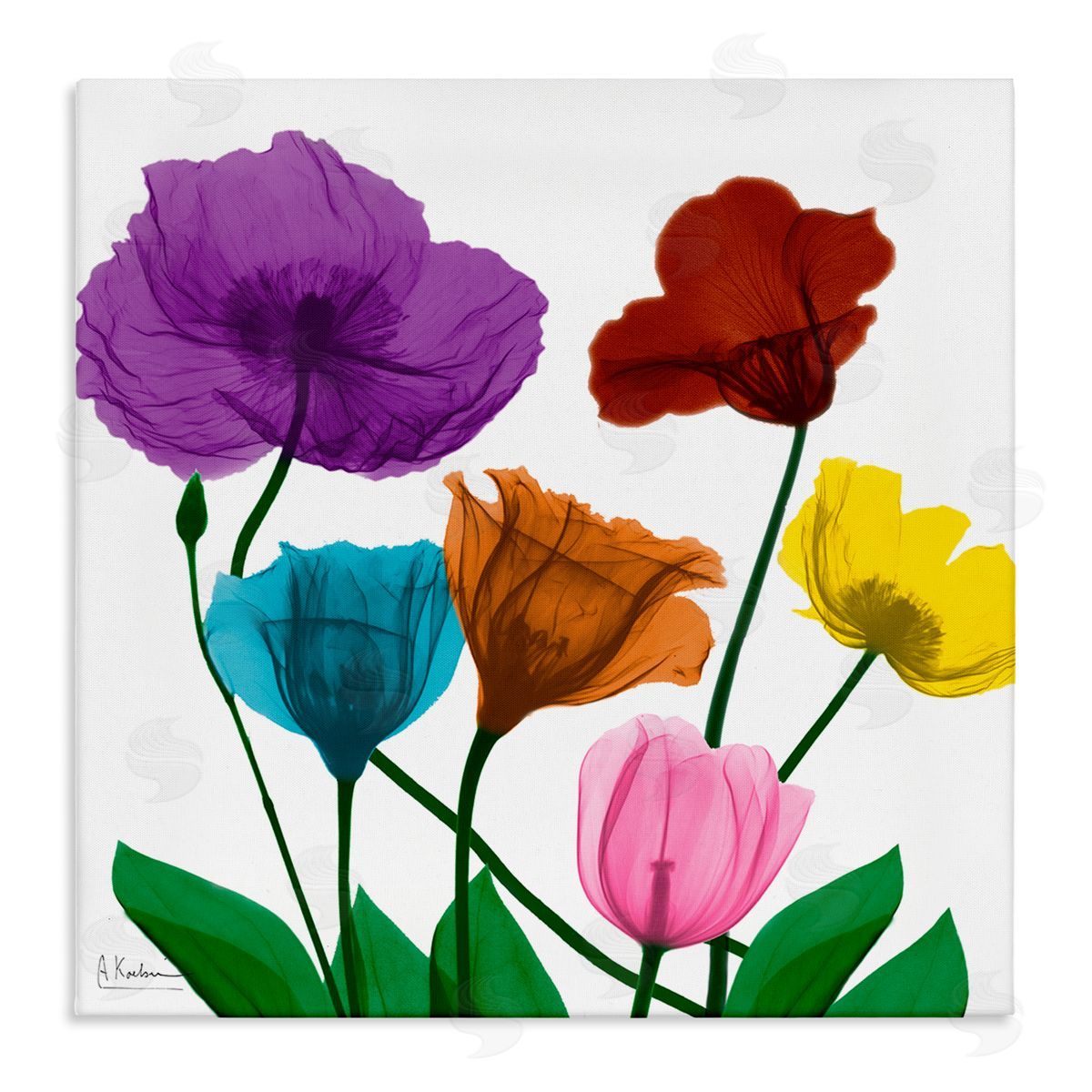 Albert Koetsier Bold Summer Blooming Florals Translucent Rainbow Flowers Stretched Canvas Wall Art Print