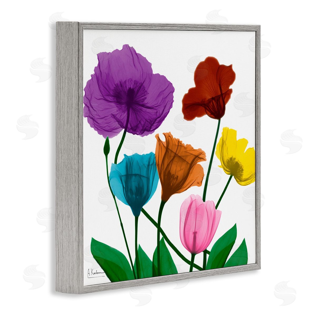 Albert Koetsier Bold Summer Blooming Florals Translucent Rainbow Flowers Gray Framed Glicee Wall Art Print