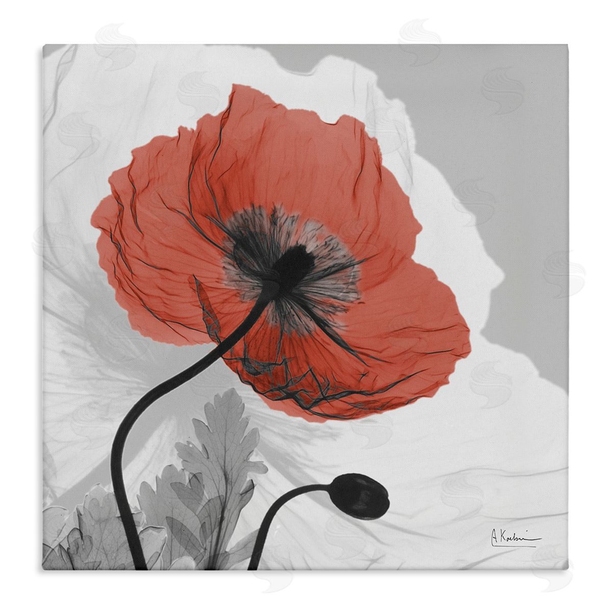 Albert Koetsier Translucent Red Poppy Floral Modern Flower Photography Stretched Canvas Wall Art Print